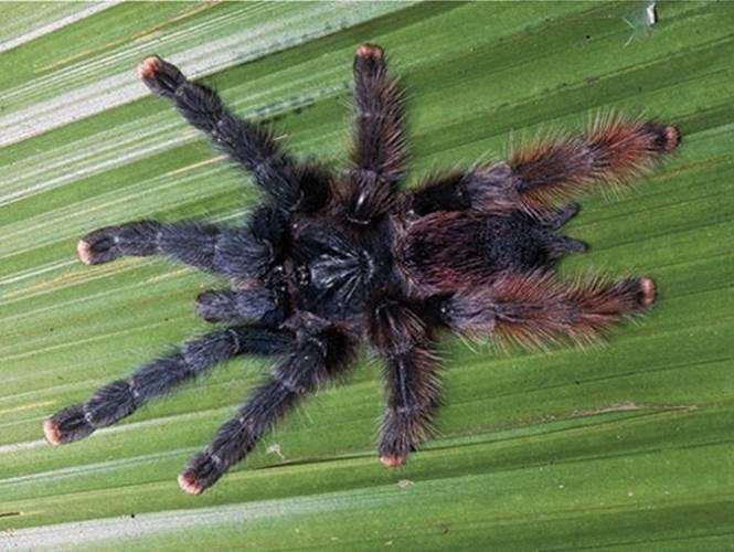 Pink Toe Tarantula
