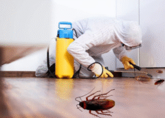 Keep Your Home Clean: How Cockroach Inspection in Burleigh Heads Protects Your Family’s Health