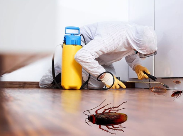 Cockroach inspection Burleigh heads