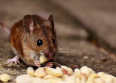 Reclaim Your Home: How Rodent Control in Gold Coast Protects Properties Through Professional Pest Management