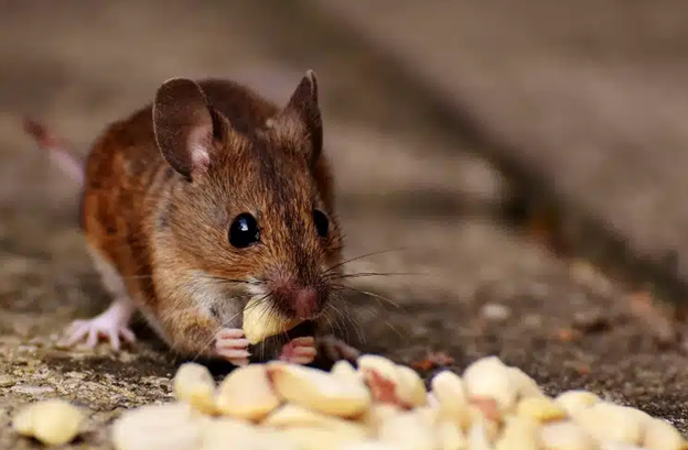 Rodent Control in Gold Coast